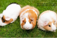 Hukum Susu dan Liur Hewan dalam Islam Menurut Ulama